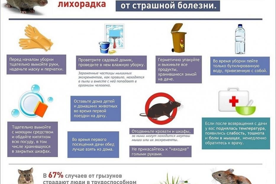 Как уберечь себя от мышиной лихорадки?.